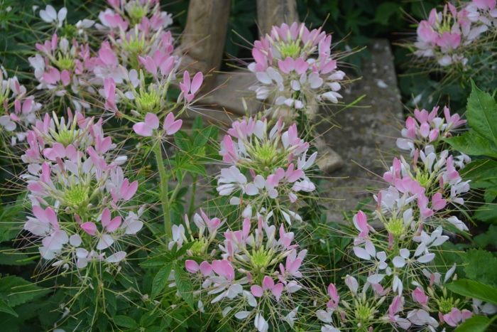 flower garden of Glensheen Mansion